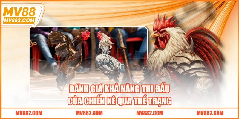 Đánh giá khả năng thi đấu của chiến kê qua thể trạng